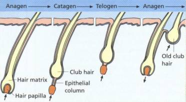 hair growth cycles